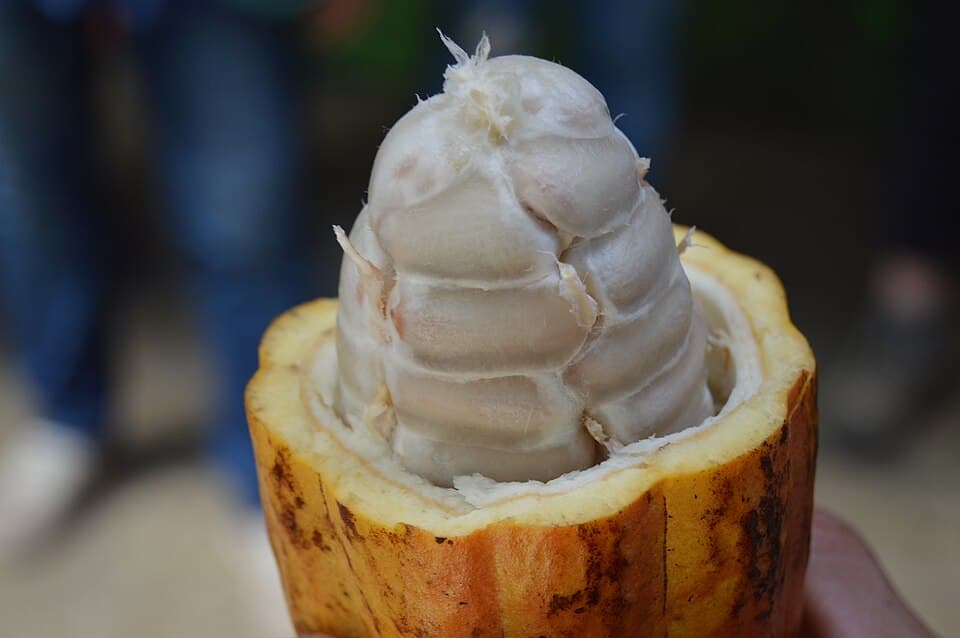 Cacao